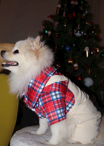 Gömlekli Tulum Köpek - Görsel 2