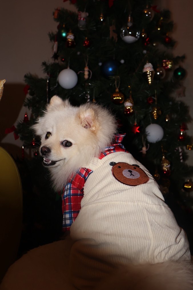 Gömlekli Tulum Köpek - Görsel 5