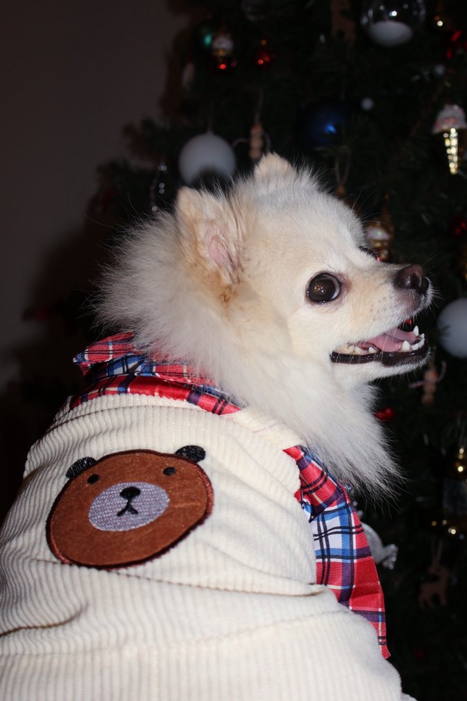 Gömlekli Tulum Köpek - Görsel 3