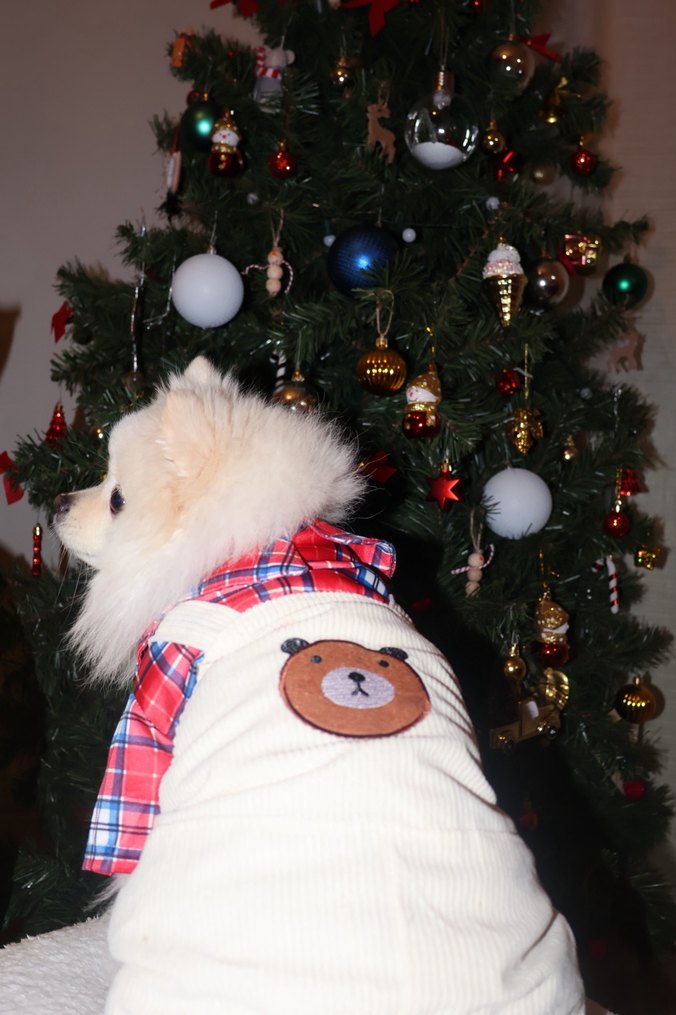 Gömlekli Tulum Köpek - Görsel 4