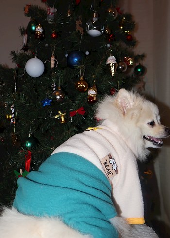 İç Dış Polar Tasma Detaylı Köpek Tulum - Görsel 7