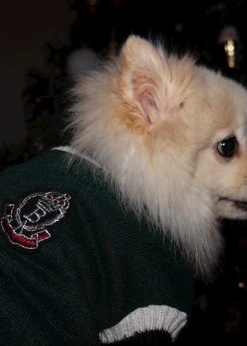 Yeşil Kedi Köpek Armalı Süveter - Görsel 4