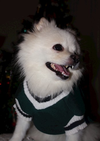 Yeşil Kedi Köpek Armalı Süveter - Görsel 6