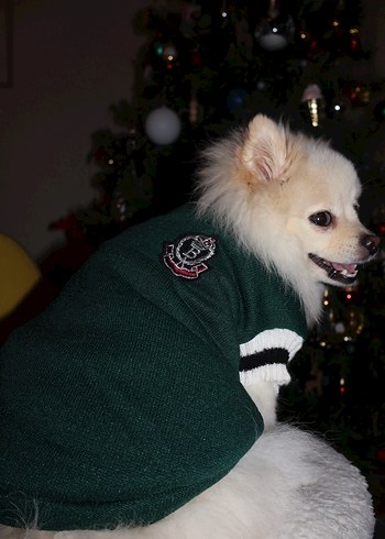 Yeşil Kedi Köpek Armalı Süveter - Görsel 8