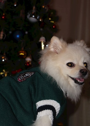 Yeşil Kedi Köpek Armalı Süveter - Görsel 3