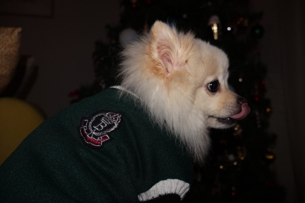 Yeşil Kedi Köpek Armalı Süveter - Görsel 4