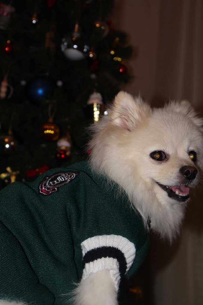 Yeşil Kedi Köpek Armalı Süveter - Görsel 3