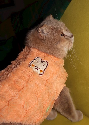 Pastel Turuncu Kedi Kıyafeti - Görsel 2