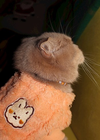 Pastel Turuncu Kedi Kıyafeti - Görsel 4