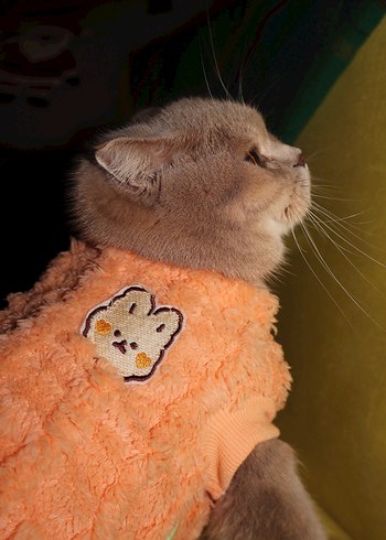 Pastel Turuncu Kedi Kıyafeti - Görsel 5