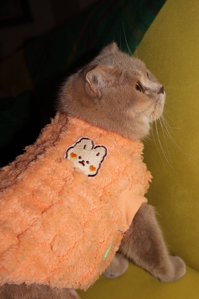 Pastel Turuncu Kedi Kıyafeti - Görsel 2