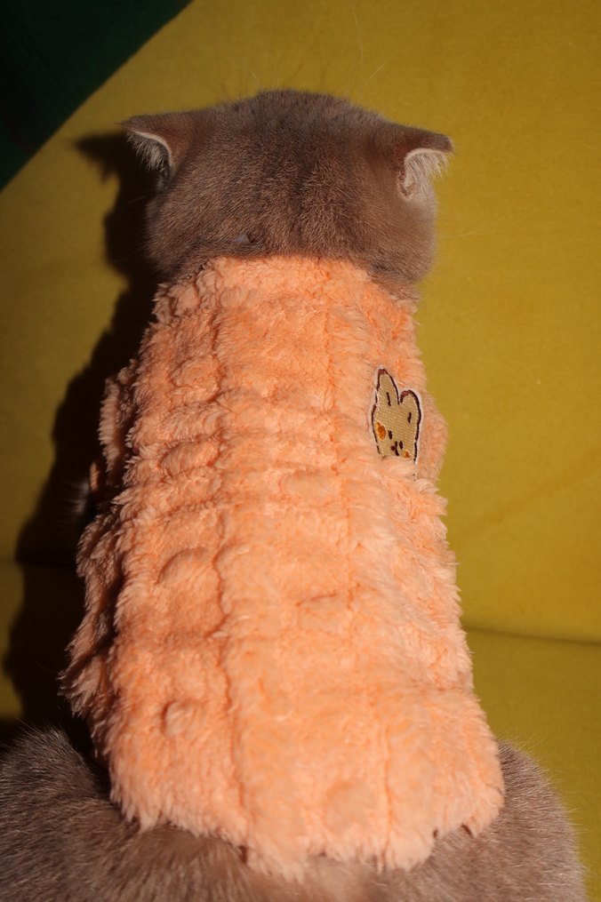 Pastel Turuncu Kedi Kıyafeti - Görsel 3