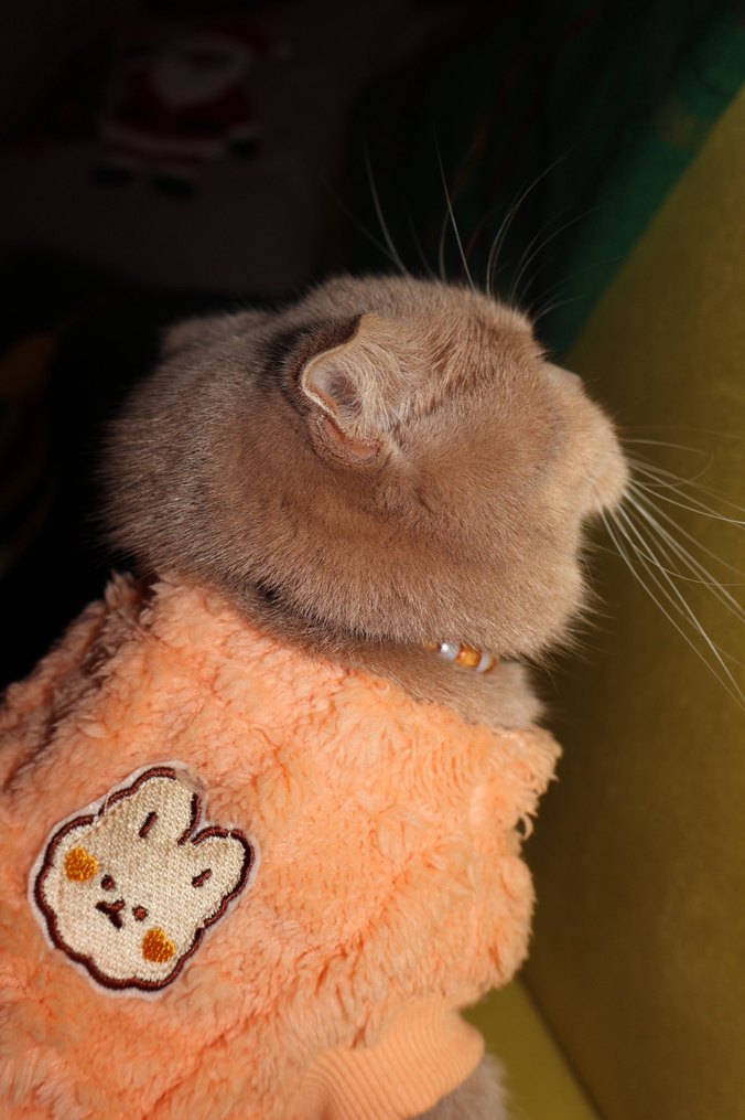 Pastel Turuncu Kedi Kıyafeti - Görsel 4