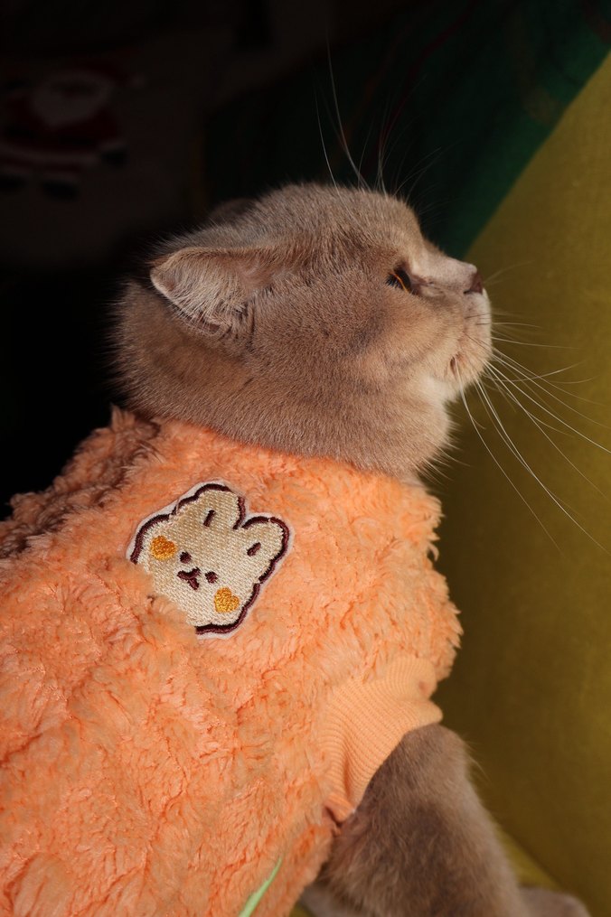 Pastel Turuncu Kedi Kıyafeti - Görsel 5