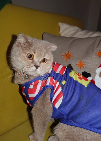 Renkli Pati Desenli Kırmızı Çizgili Kedi Köpek Kıyafeti - Görsel 2