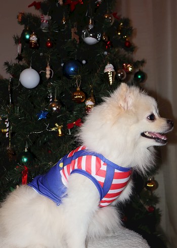 Renkli Pati Desenli Kırmızı Çizgili Kedi Köpek Kıyafeti - Görsel 3