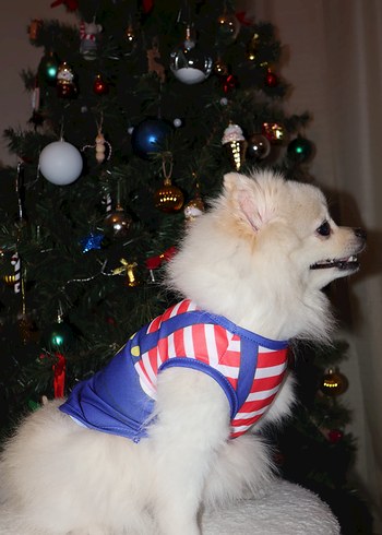 Renkli Pati Desenli Kırmızı Çizgili Kedi Köpek Kıyafeti - Görsel 4