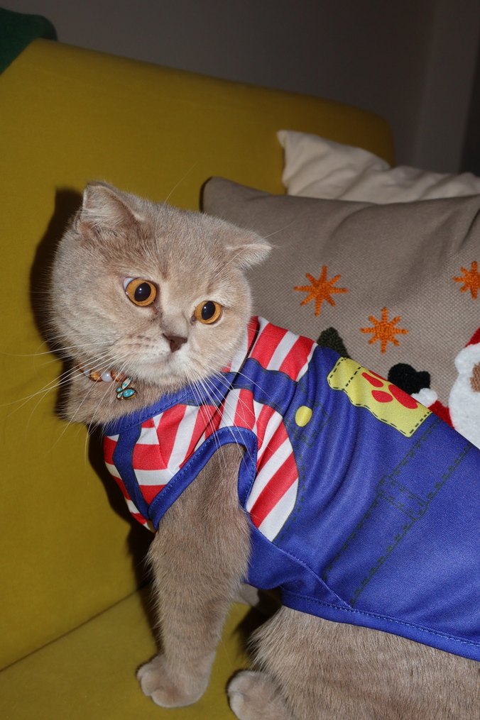 Renkli Pati Desenli Kırmızı Çizgili Kedi Köpek Kıyafeti - Görsel 2