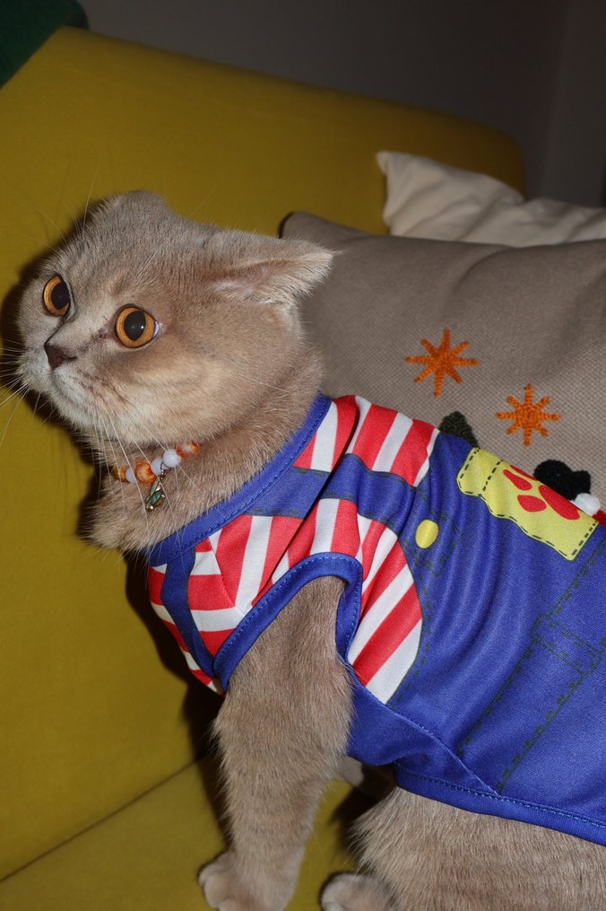 Renkli Pati Desenli Kırmızı Çizgili Kedi Köpek Kıyafeti - Görsel 5