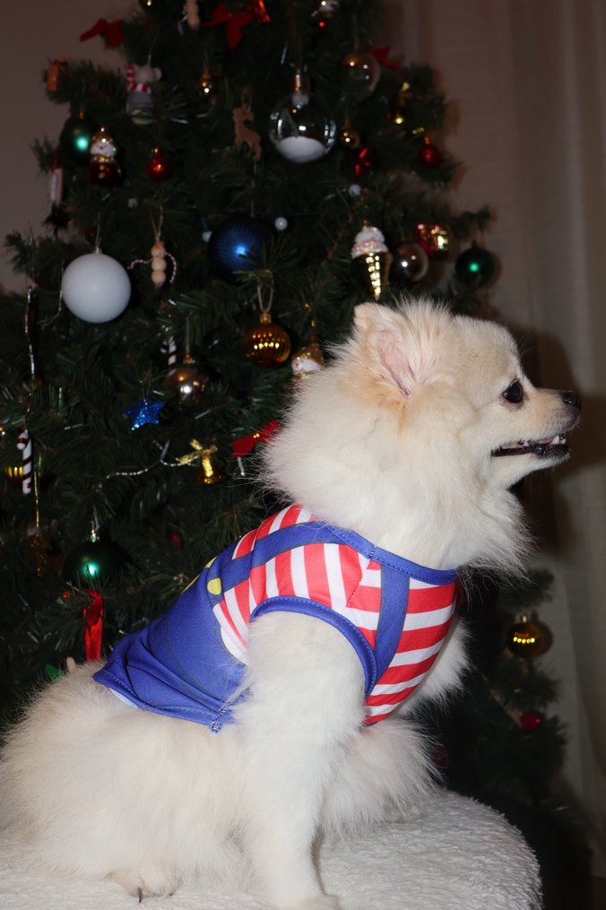 Renkli Pati Desenli Kırmızı Çizgili Kedi Köpek Kıyafeti - Görsel 4