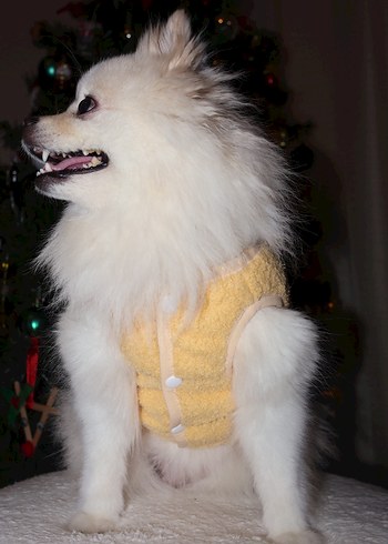 Sarı İç Dış Polar Çıtçıtlı Köpek Kedi Kıyafeti - Görsel 2