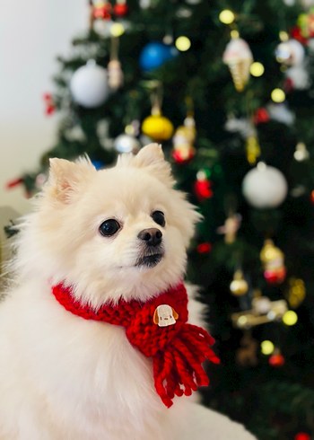 El Örgüsü Kedi Köpek Atkısı - Görsel 4