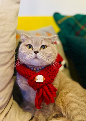 El Örgüsü Kedi Köpek Atkısı - Görsel 2