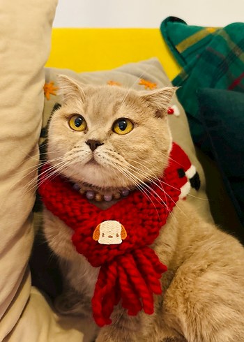 El Örgüsü Kedi Köpek Atkısı - Görsel 3