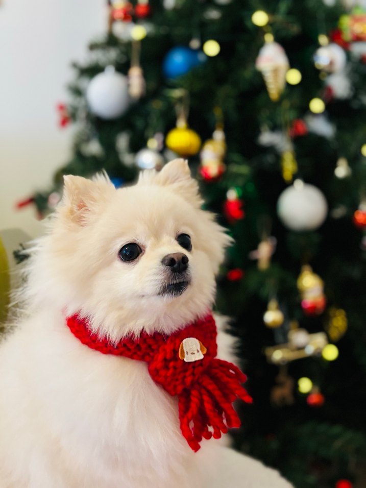 El Örgüsü Kedi Köpek Atkısı - Görsel 4