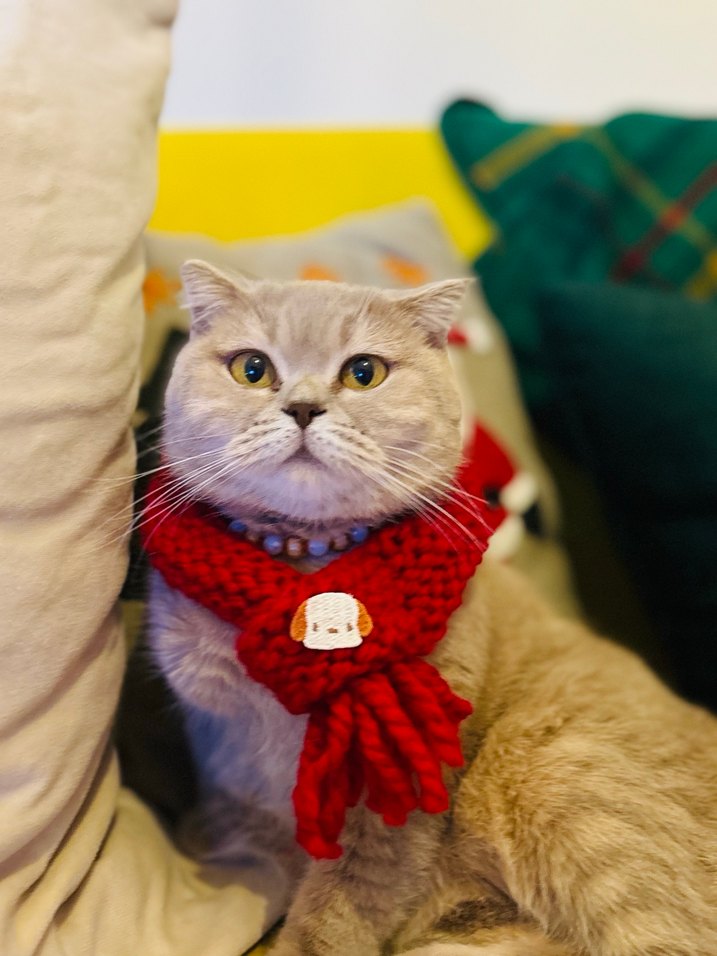 El Örgüsü Kedi Köpek Atkısı - Görsel 2