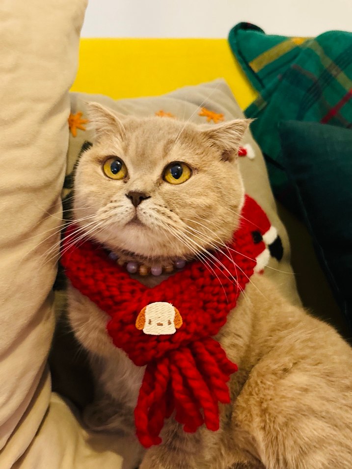 El Örgüsü Kedi Köpek Atkısı - Görsel 3