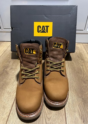 Cat 42