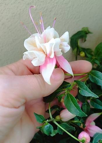 Beyaz-Pembe Fuchsia Çiçeği