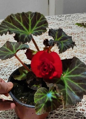 Diğer Begonya