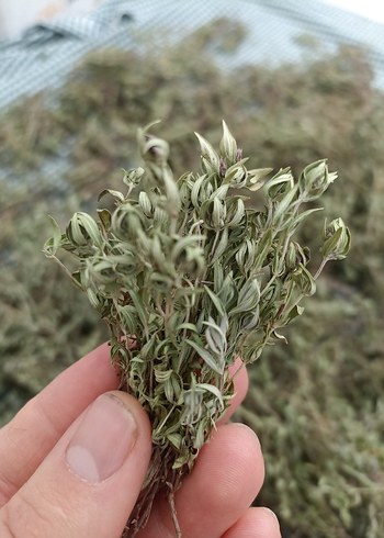 Doğal Kurutulmuş dağ kekiği - Görsel 4