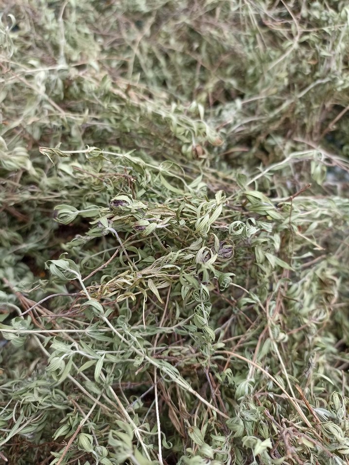 Doğal Kurutulmuş dağ kekiği - Görsel 2