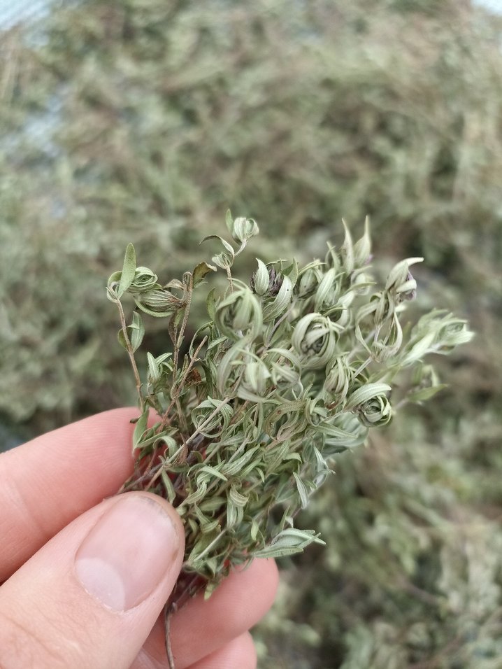 Doğal Kurutulmuş dağ kekiği - Görsel 3