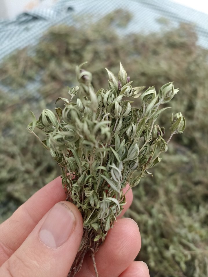 Doğal Kurutulmuş dağ kekiği - Görsel 4