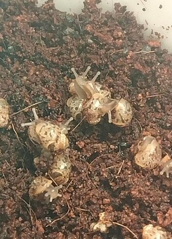 Dev Afrika salyangozu