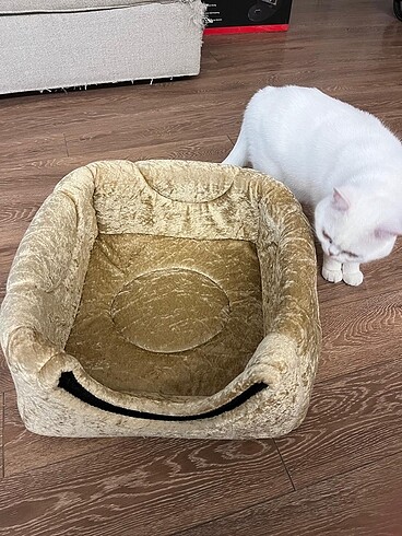 Kedi yatağı