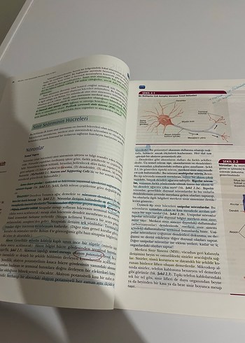 Beden Renk Fizyolojik Psikoloji - Davranışın Nörolojik Temelleri