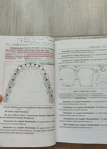  Beden Diş morfolojisi ve anatomisi kitabı 
