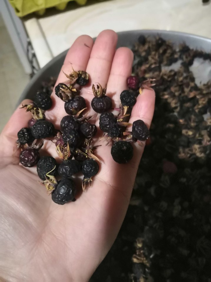 Kurutulmuş  siyah. Kuş burnu


 Dogal kuş burnu - Görsel 3