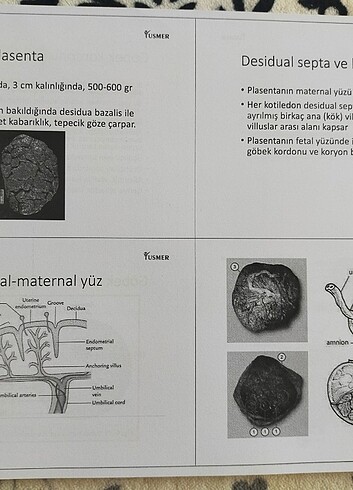 histoloji embriyoloji tusmer kitap 