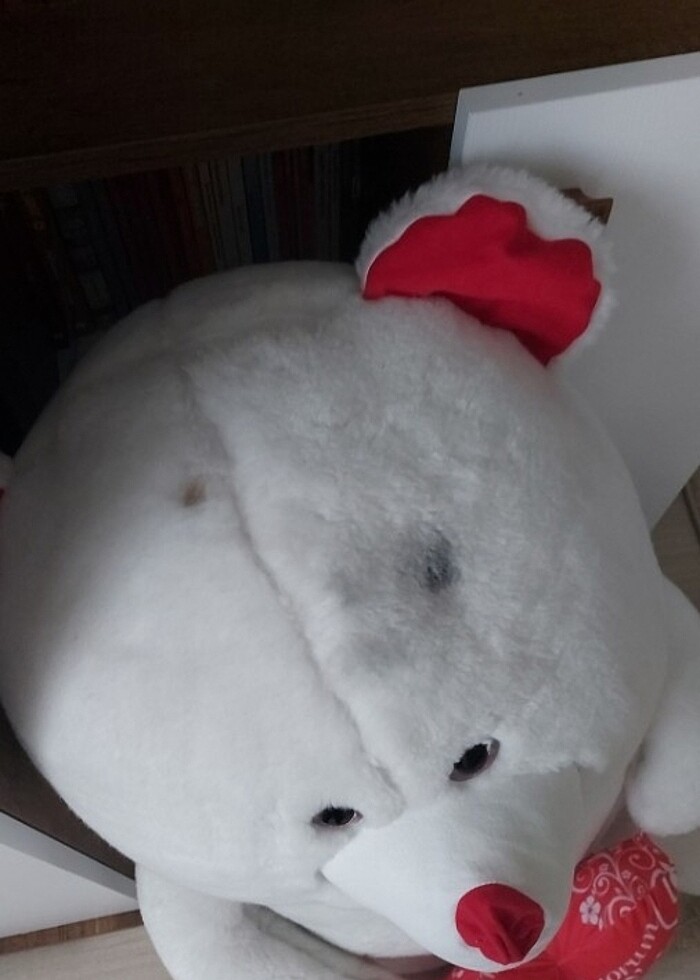 Pelus ayı  - Görsel 3