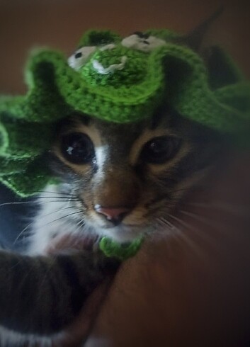Kedi şapkası 
