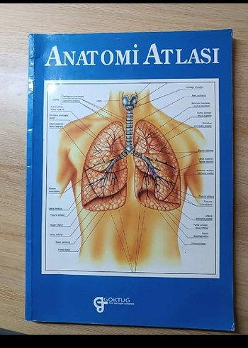 Anatomi Atlası - İnsan Vücut Haritası