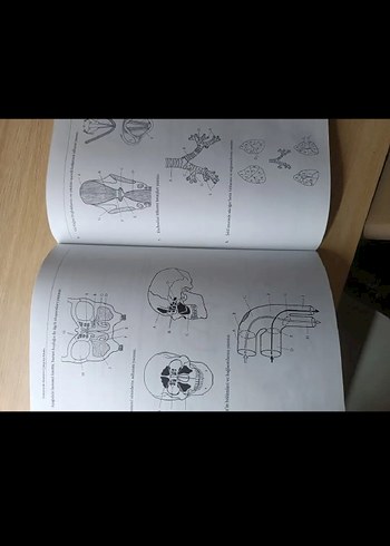  Beden Anatomide Başarı - Sistematik Anatomi Çalışma Kitabı