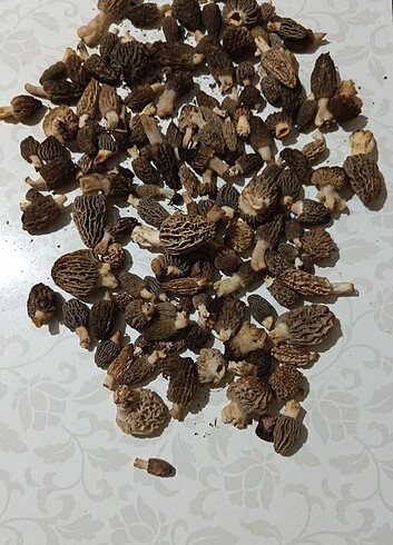 Kuzu Göbeği Mantarı