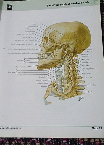  Beden Renk Frank H. Netter İnsan Anatomisi Atlası 5. Baskı